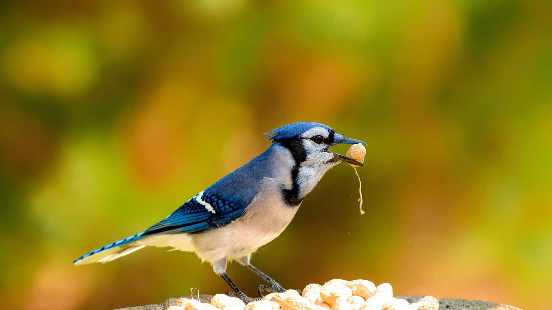 Blue Jay, peanut, feeder, Full HD Desktop Wallpaper