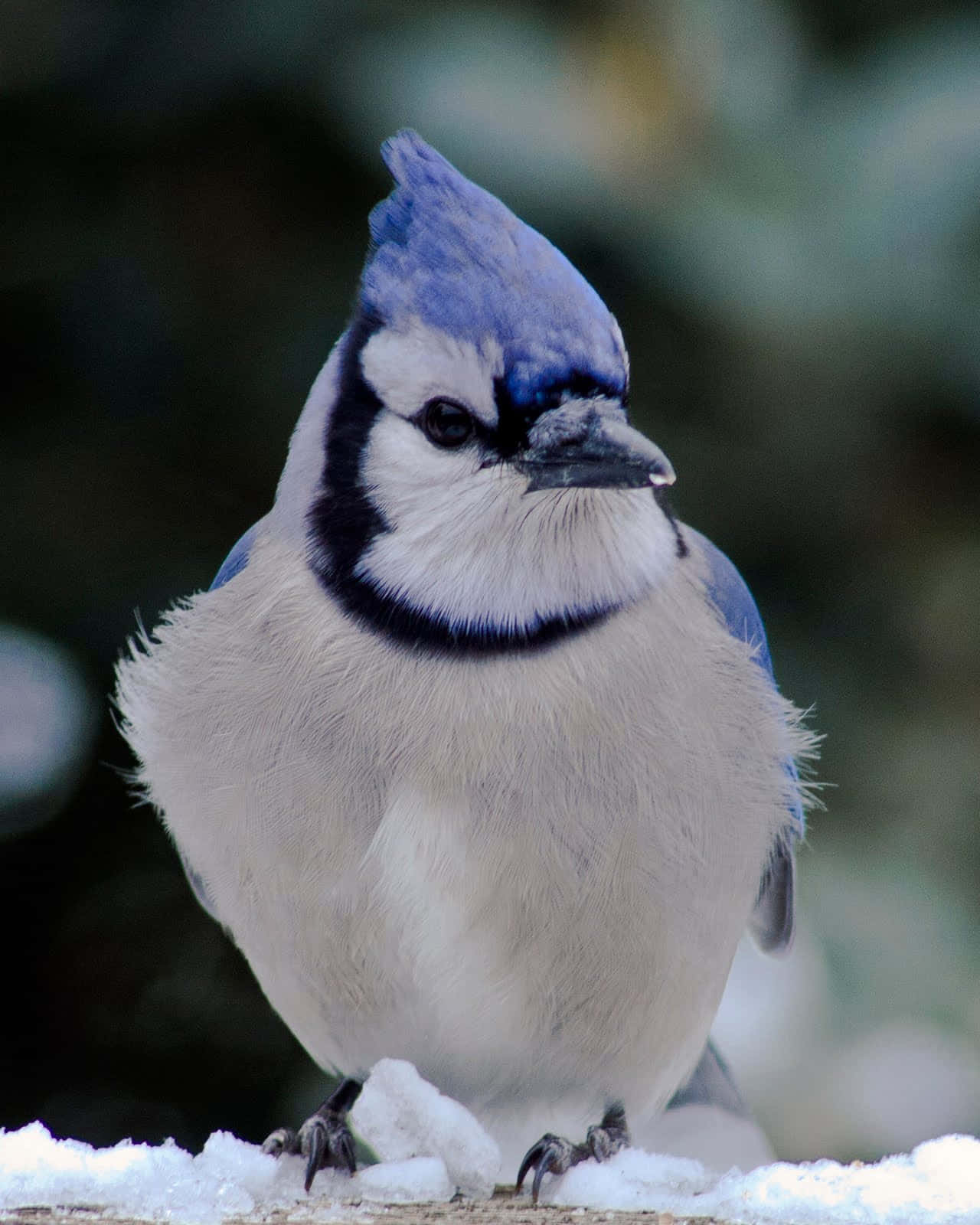 Blue Jay, winter snow, snow, HD Phone Wallpaper