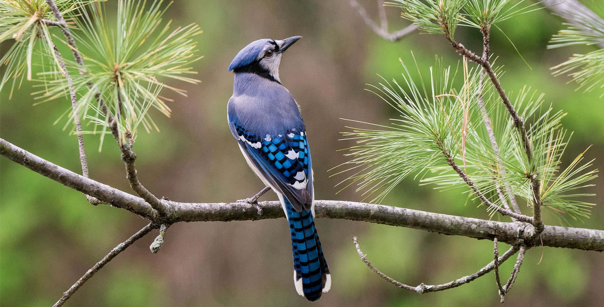Blue Jay, pine branch, green needles, Full HD Desktop Wallpaper