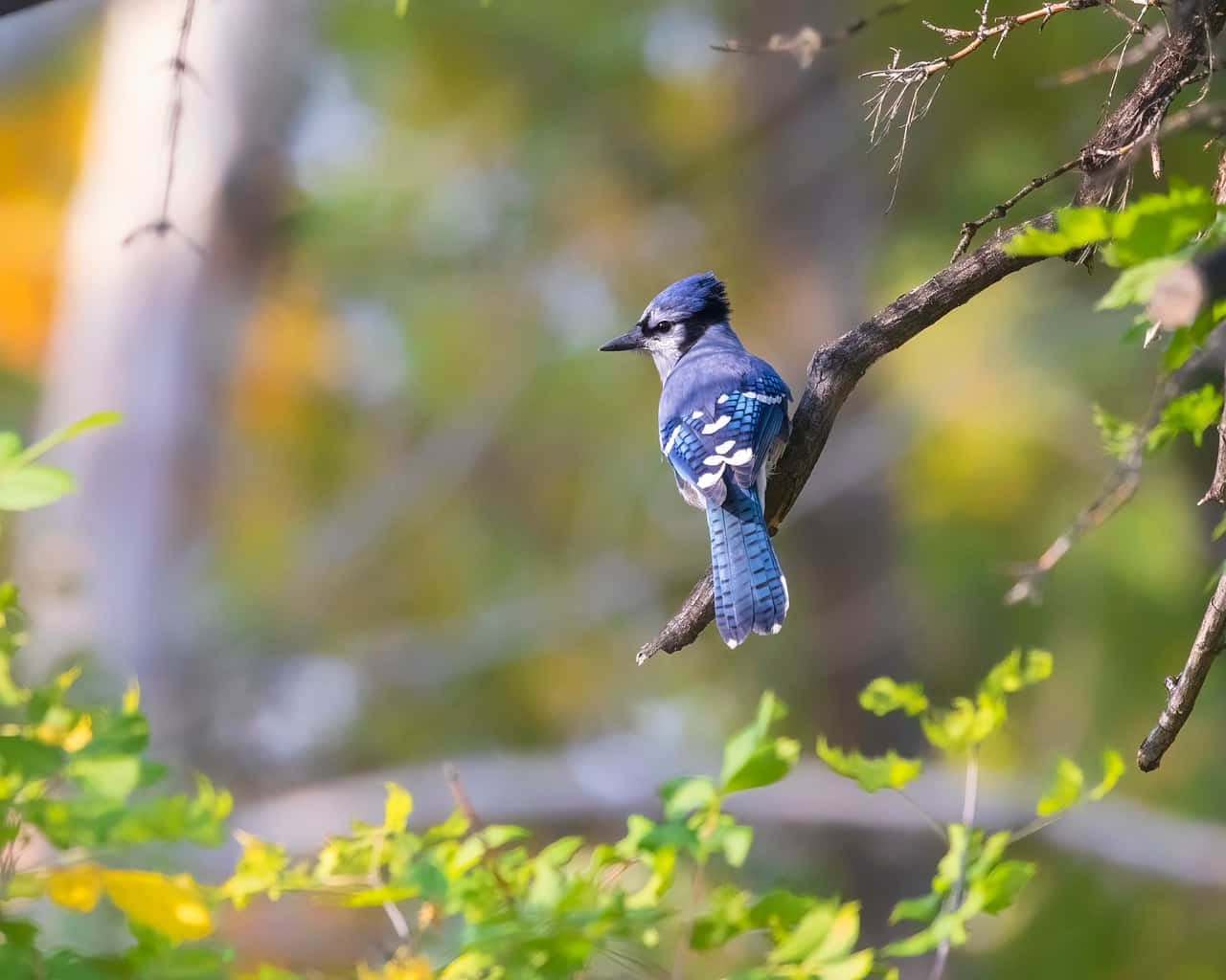 Blue Jay, autumn, tree branch, HD Desktop Wallpaper