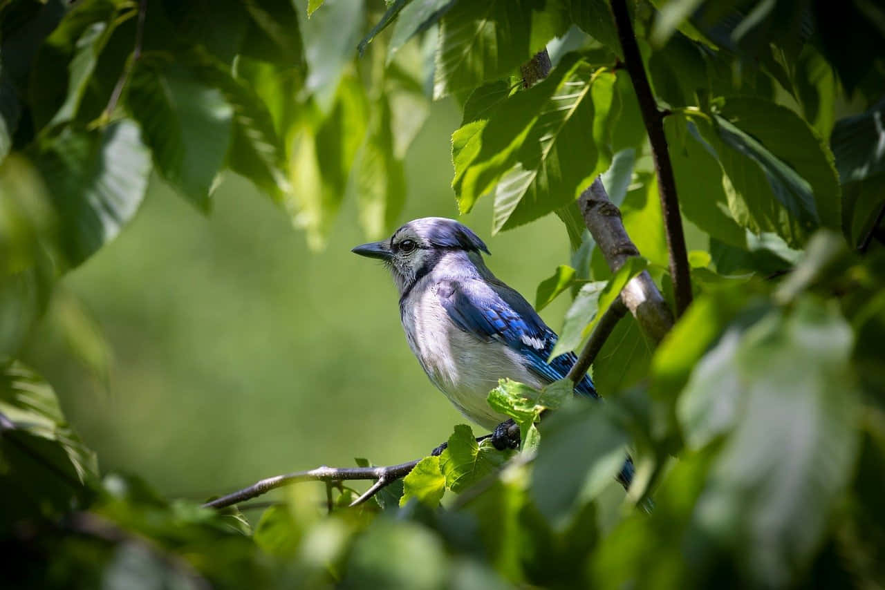 Blue Jay, green leaves, branch, HD Desktop Wallpaper