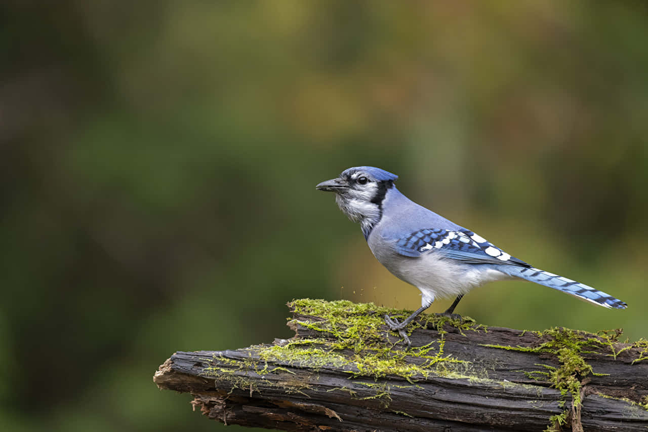 Blue Jay, mossy log, soft blurred forest backdrop, HD Desktop Wallpaper