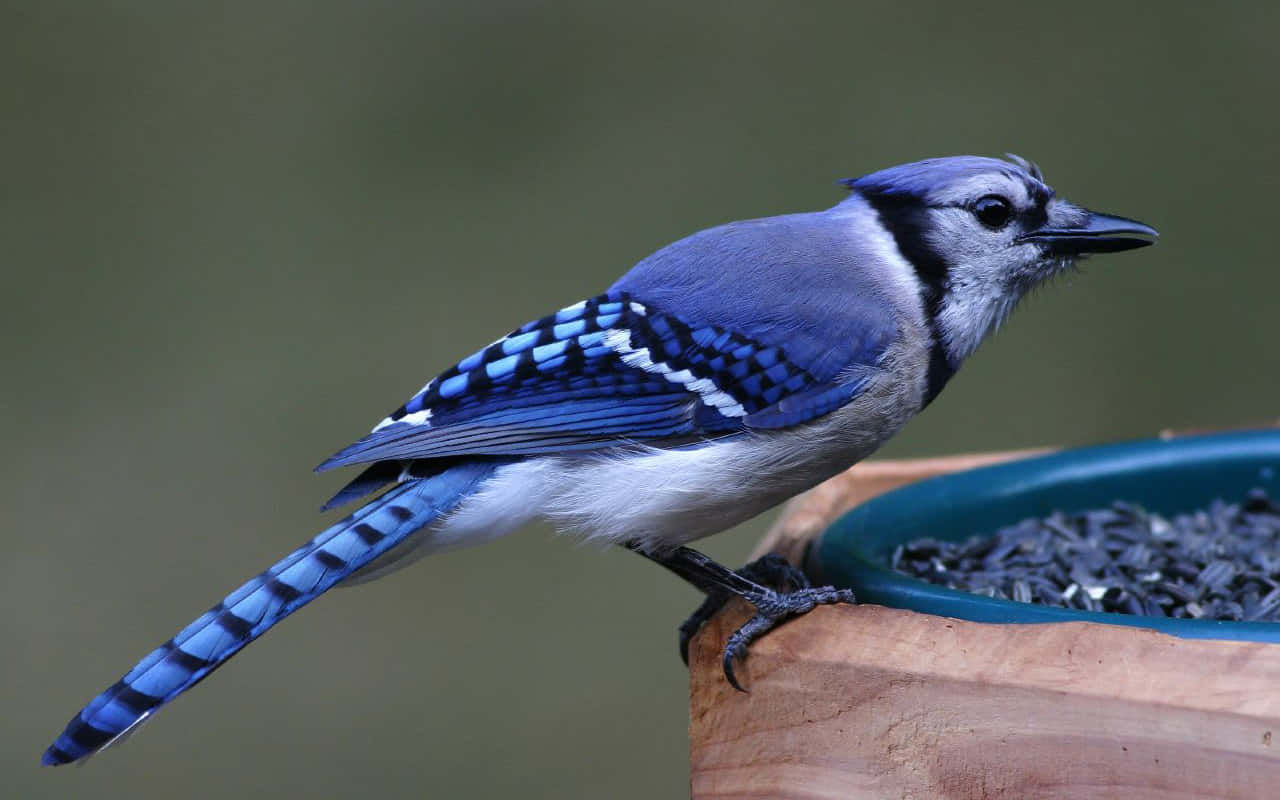 Blue Jay, wooden bird feeder, sunflower seeds, HD Desktop Wallpaper