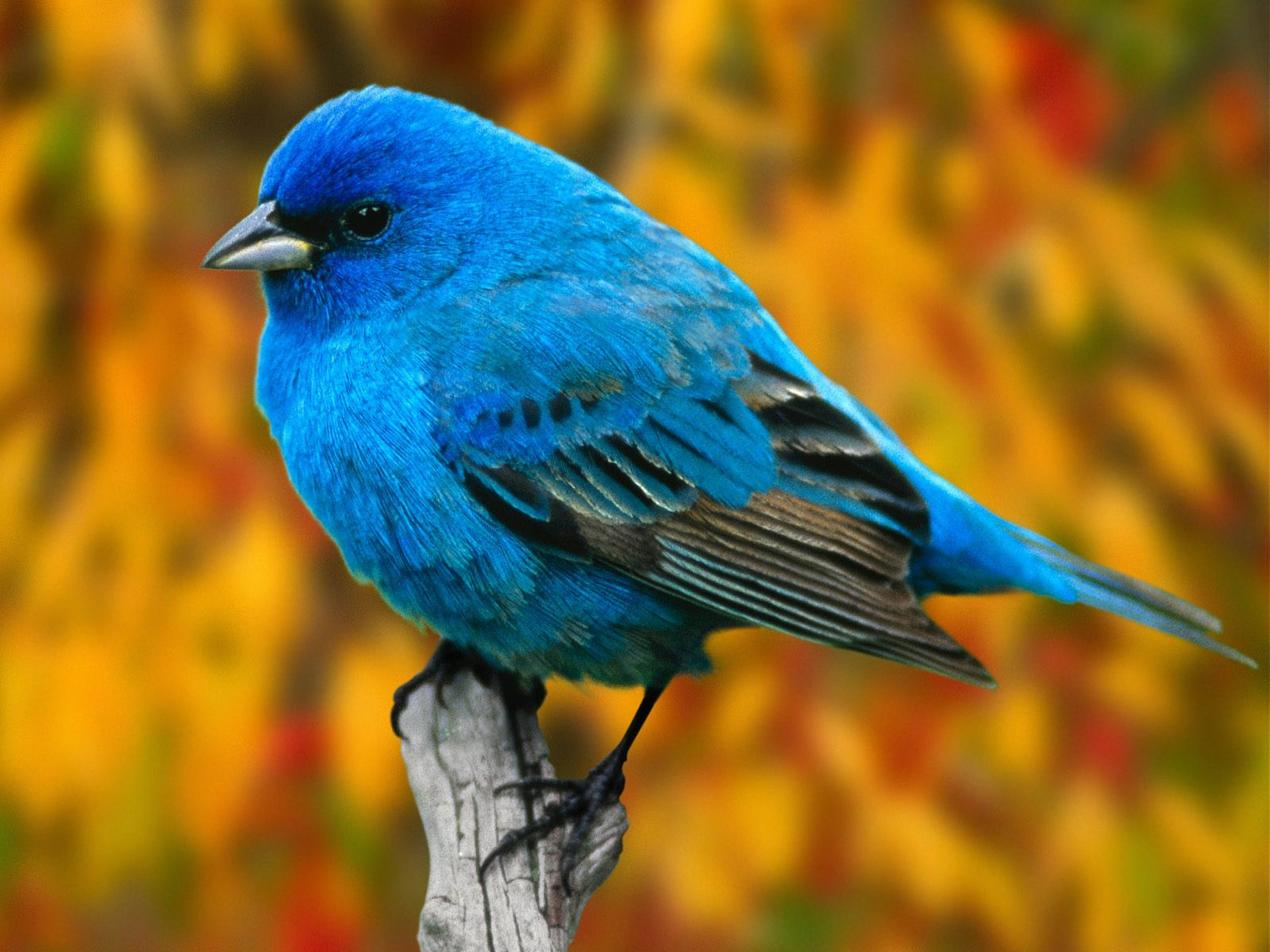 bluebird, weathered branch, autumnal blur, 4K Desktop Wallpaper