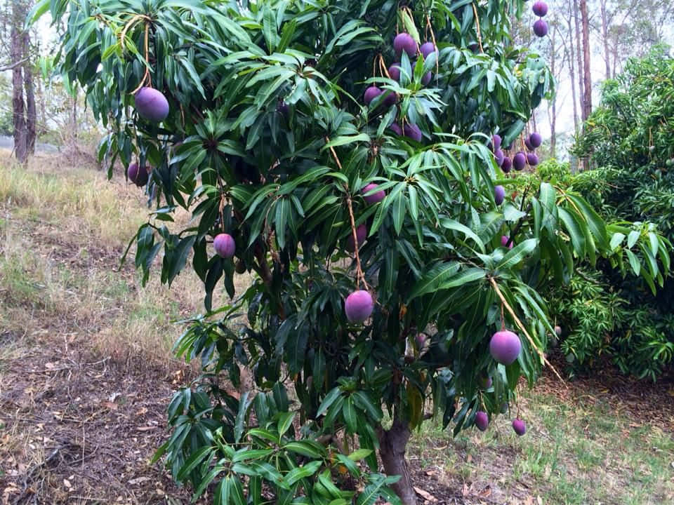 Blue Mango, mango tree, ripe purple fruit, SD Desktop Wallpaper