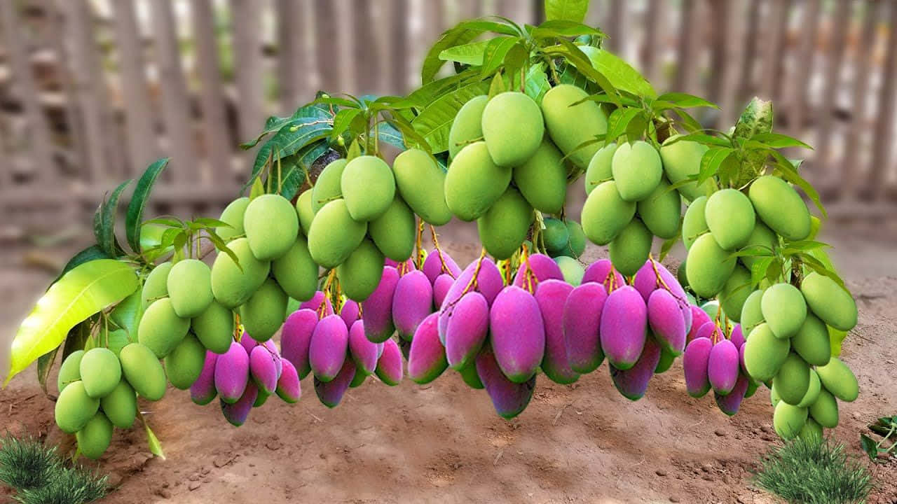 blue mango, mango tree branch, green and vivid purple mangoes, HD Desktop Wallpaper