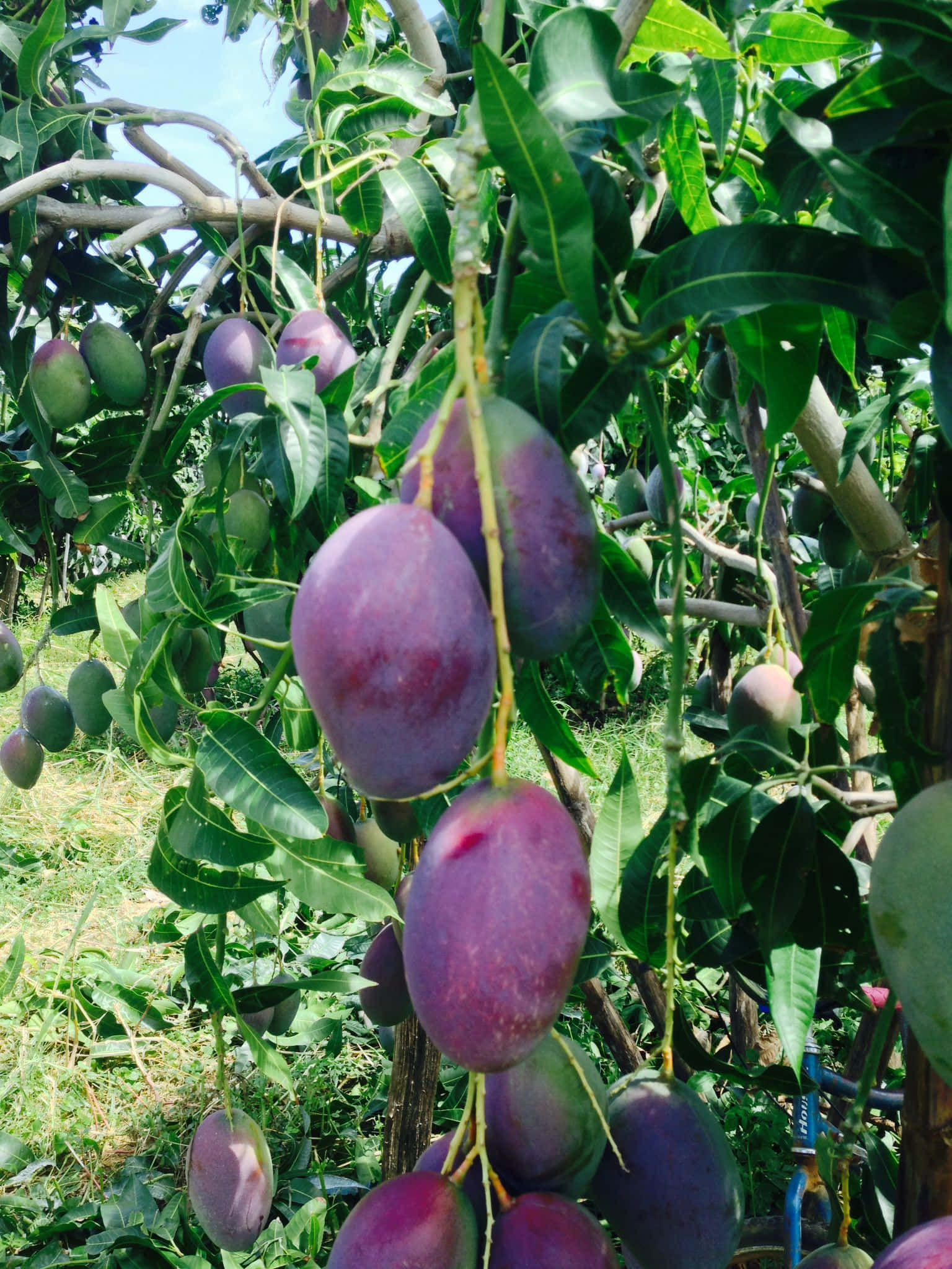 Blue Mango, 1536 x 2048, purple mangoes, Full HD Phone Wallpaper