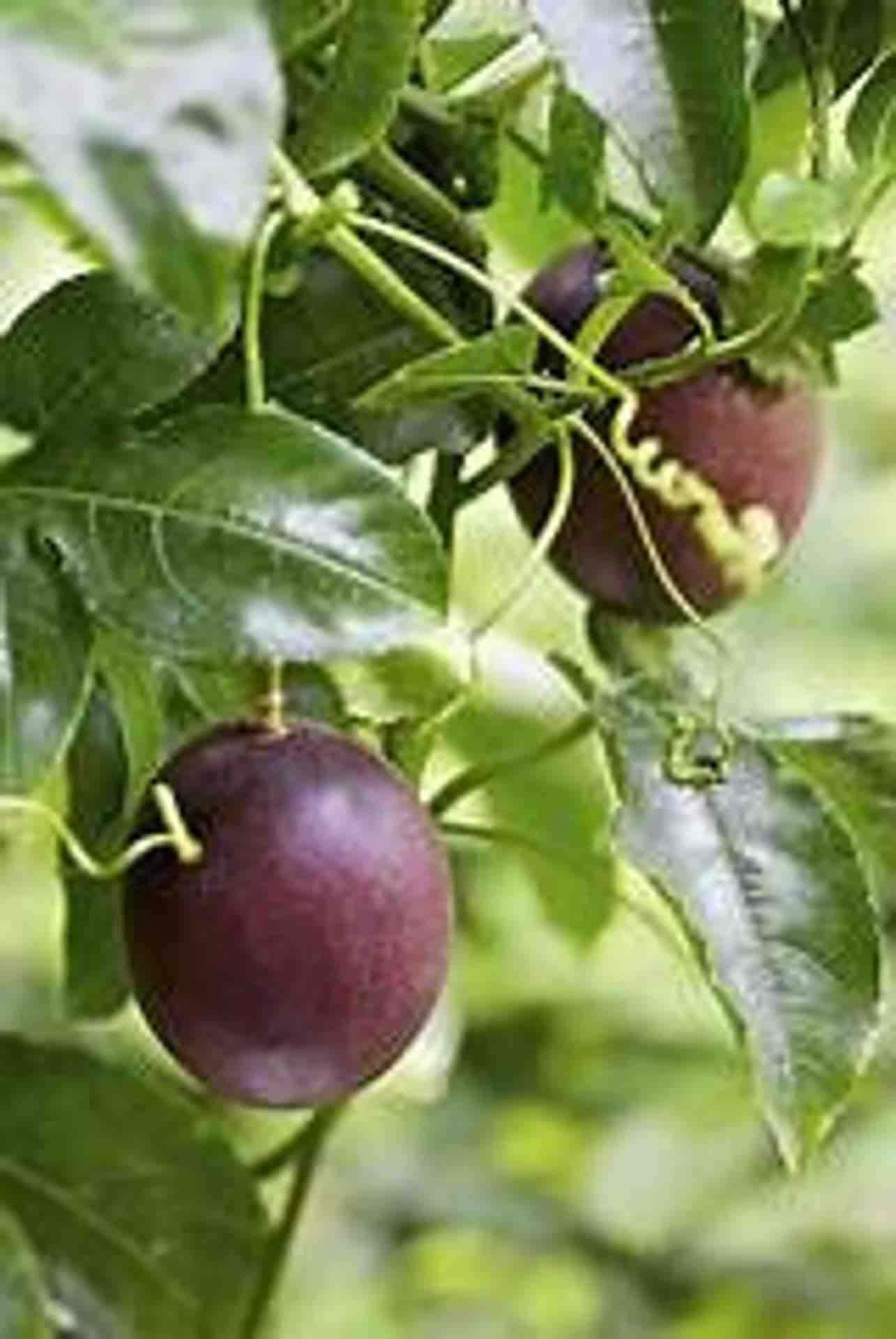 Blue Mango, 1285 x 1920, purple passion fruits, Full HD Phone Wallpaper