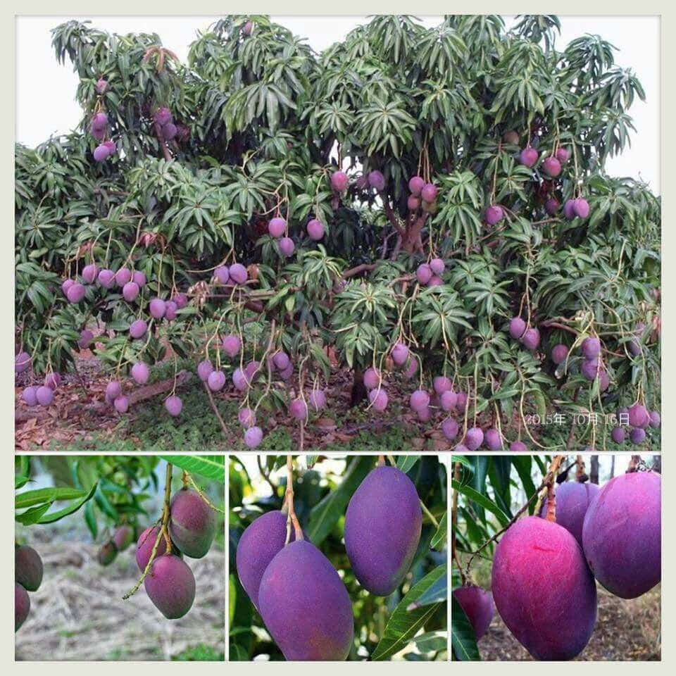 Blue Mango, 960 x 960, mango tree, SD Desktop Wallpaper