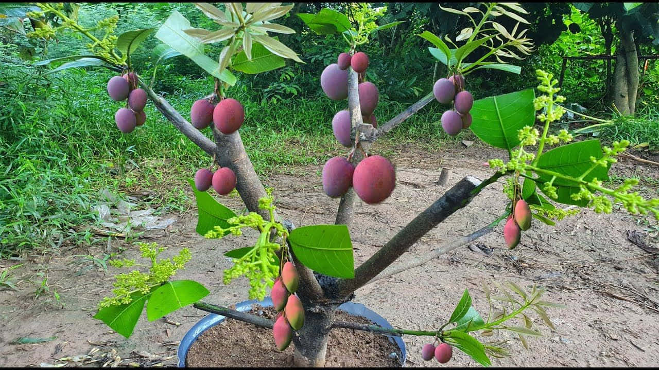 Blue Mango, purple fruits, red fruits, HD Desktop Wallpaper