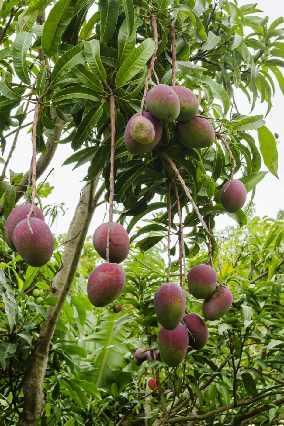 Blue Mango, mangoes, lush green tree, HD Phone Wallpaper