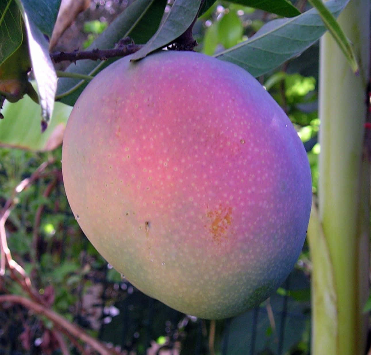 Blue Mango, 1291 x 1237, mango, HD Desktop Wallpaper