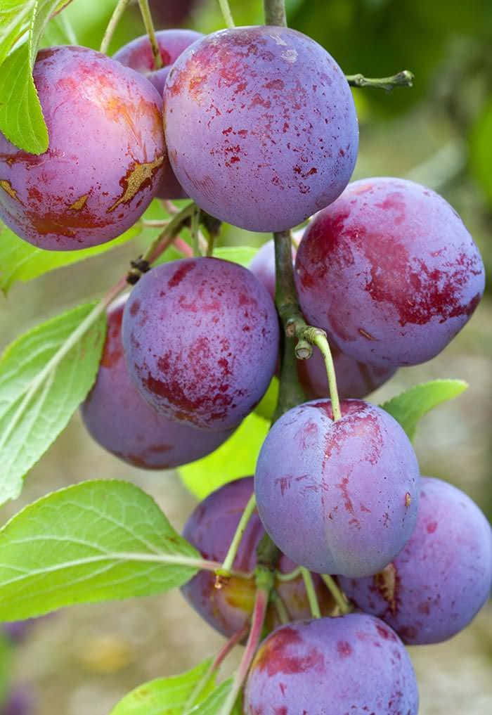 Blue Mango, purple plums, green leaves, SD Phone Wallpaper
