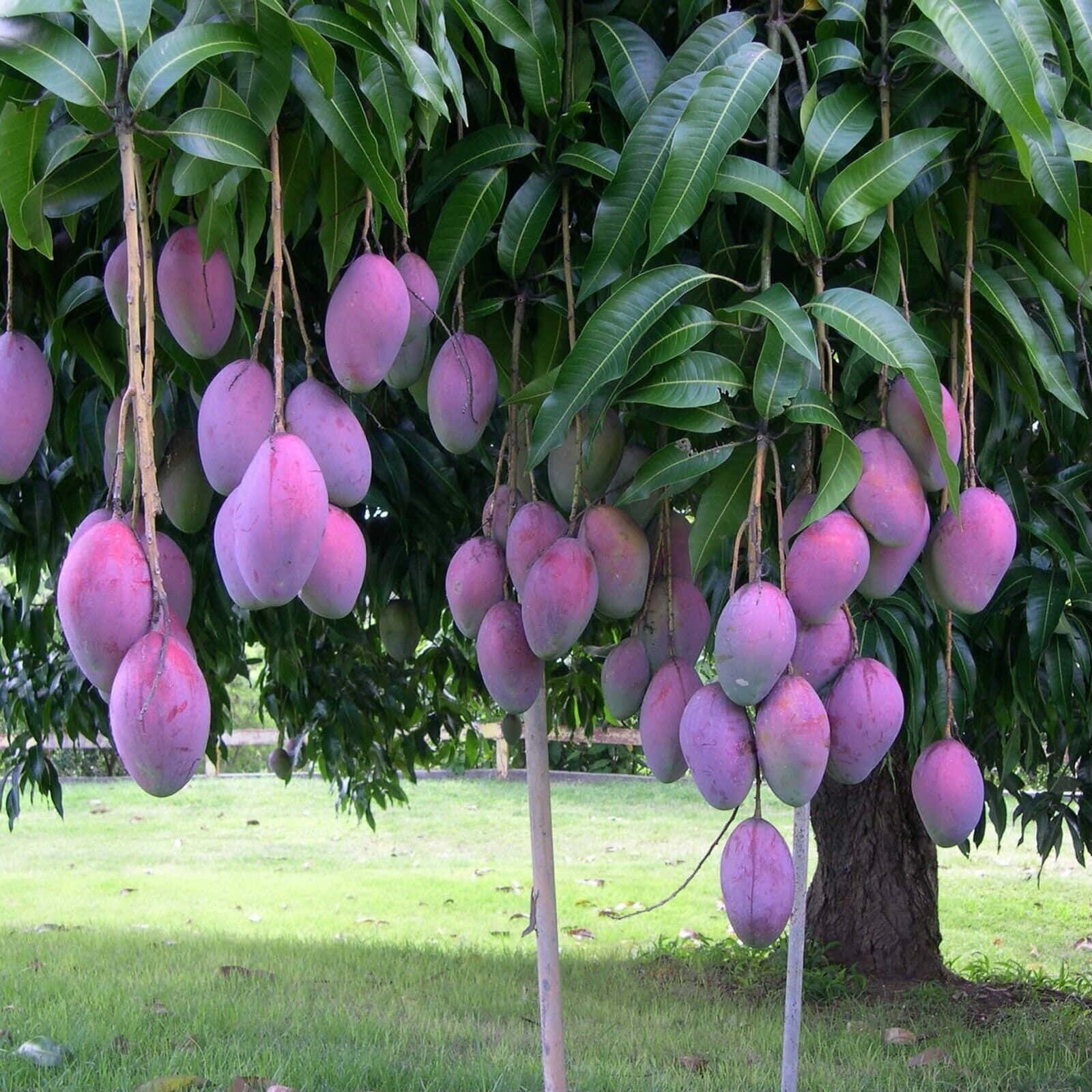 Blue Mango, 1600 x 1600, purple mangoes, HD Desktop Wallpaper