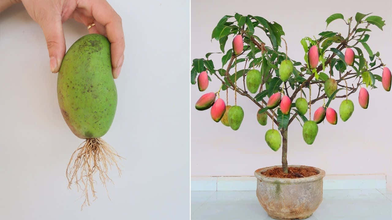 Blue Mango, green mango, potted mango tree, HD Desktop Wallpaper