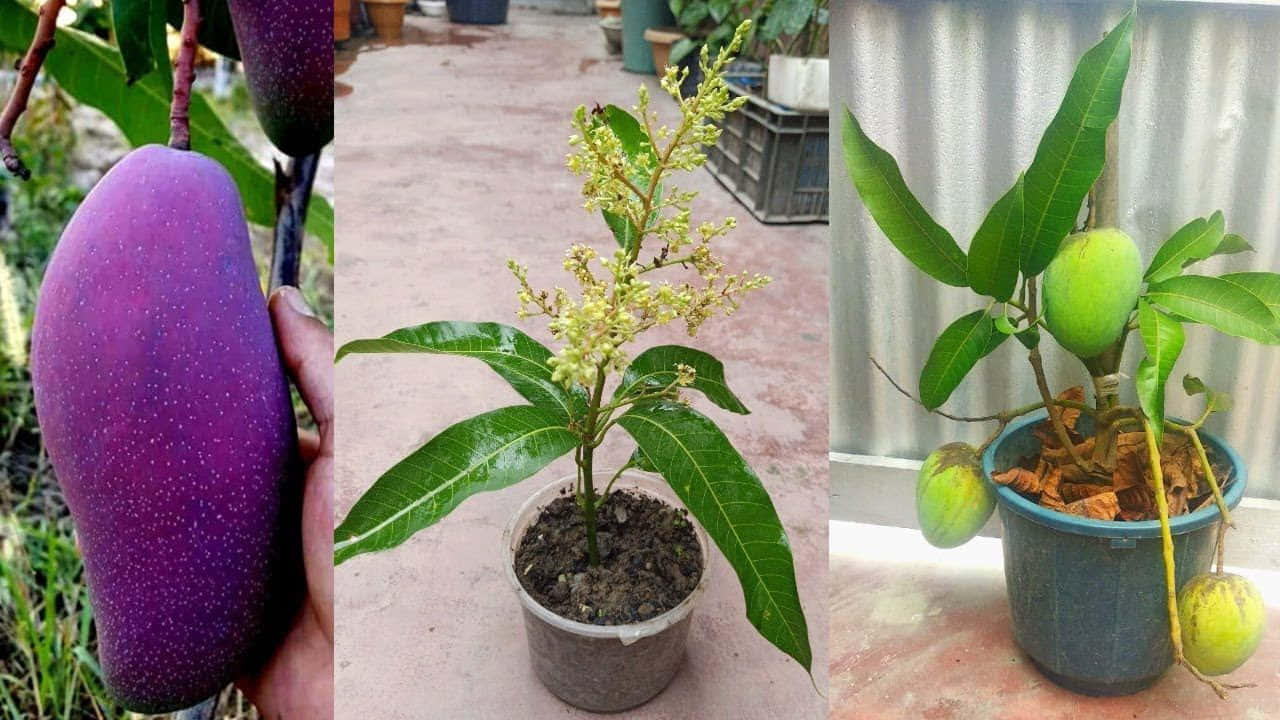 Blue Mango, purple mango, mango sapling, HD Desktop Wallpaper