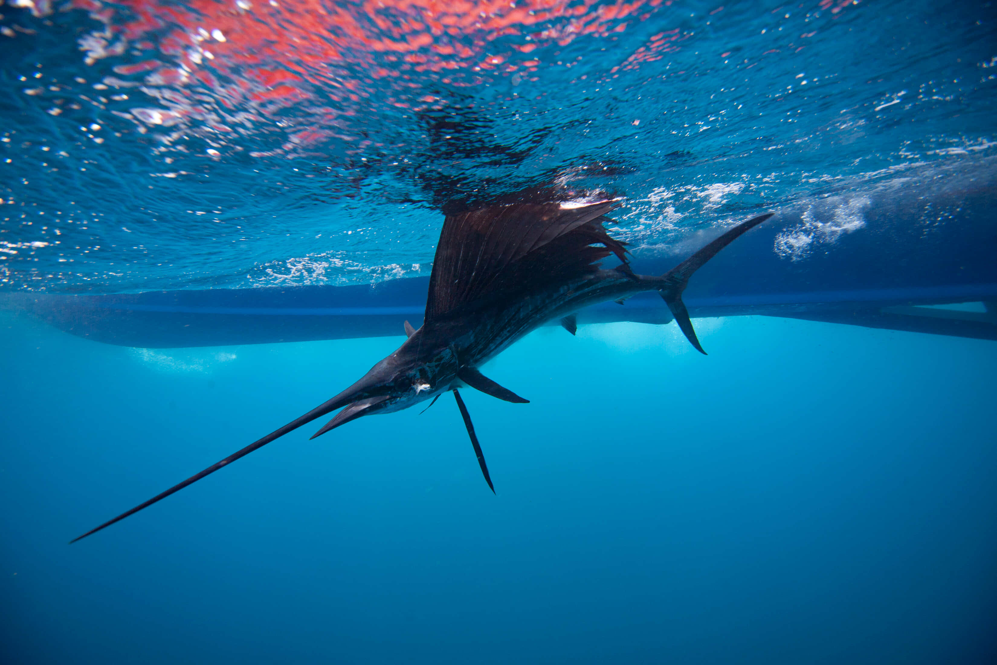 Blue Marlin, sailfish, clear blue water, 2K Desktop Wallpaper