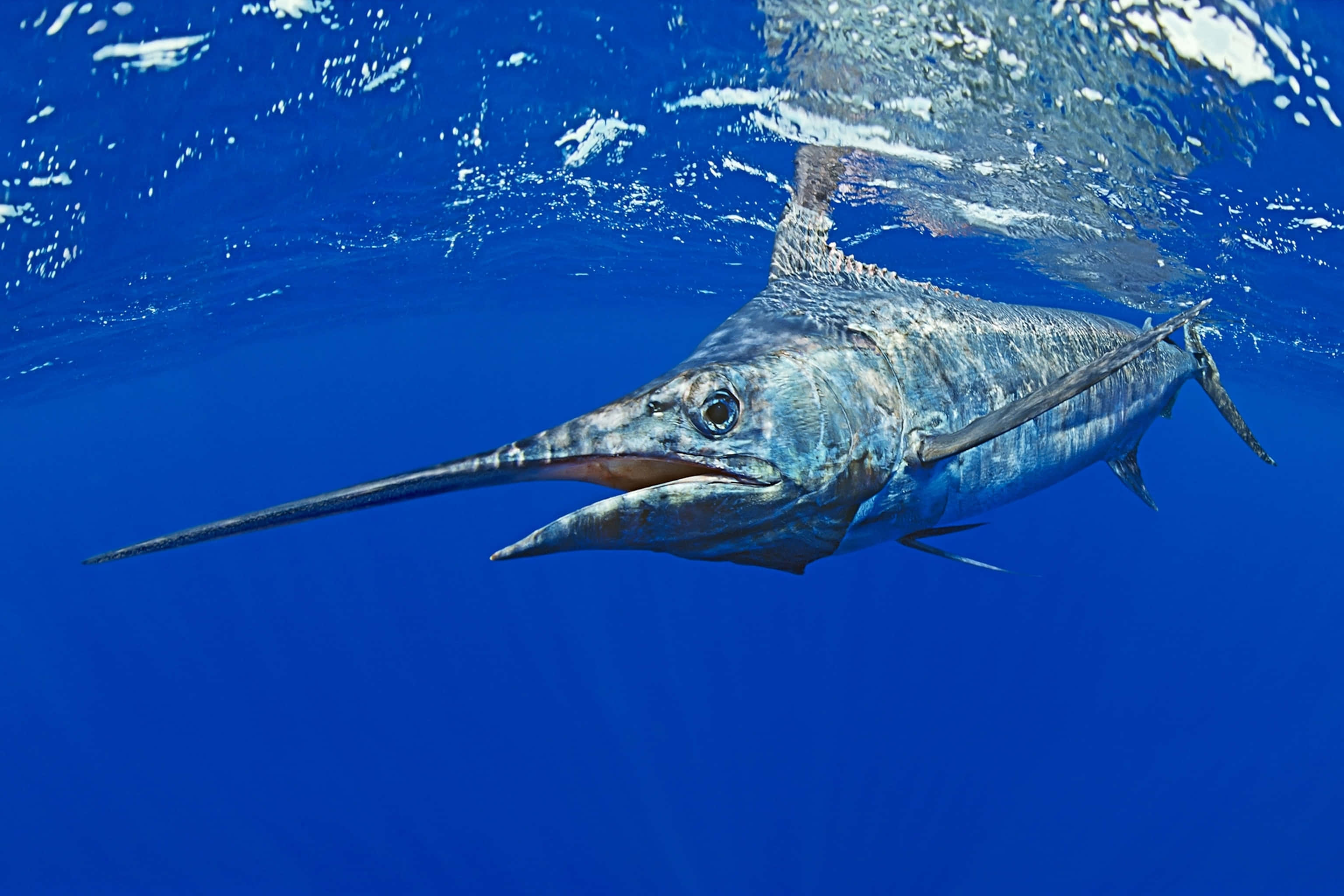Blue Marlin, vibrant blue ocean waters, long pointed bill, 2K Desktop Wallpaper