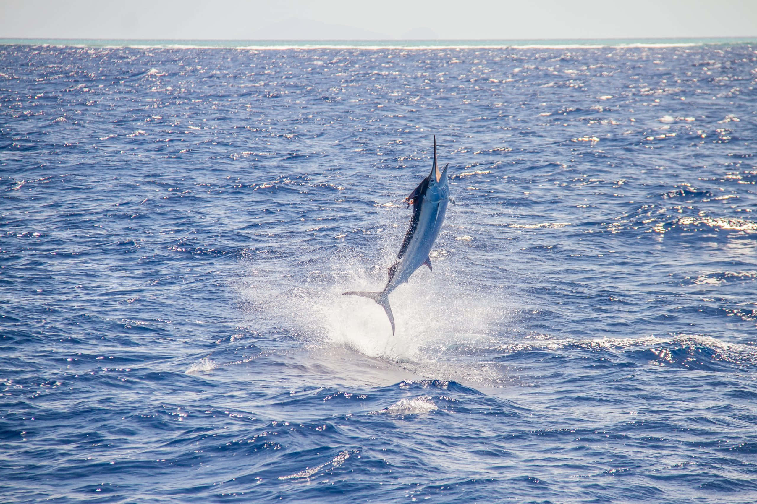 Blue Marlin, leaping out of water, deep blue ocean, 2K Desktop Wallpaper