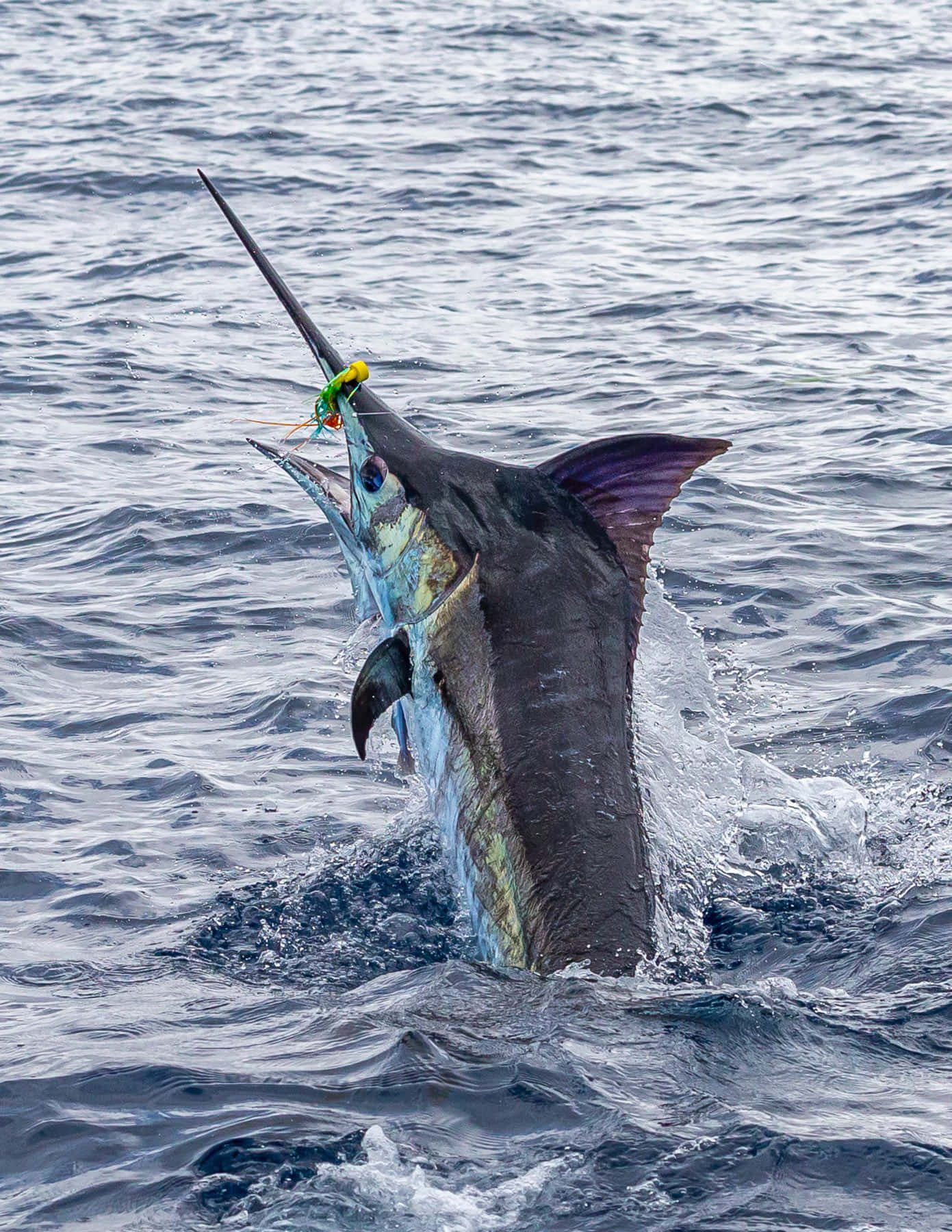 Blue Marlin, deep blue ocean waters, colorful lure, HD Phone Wallpaper