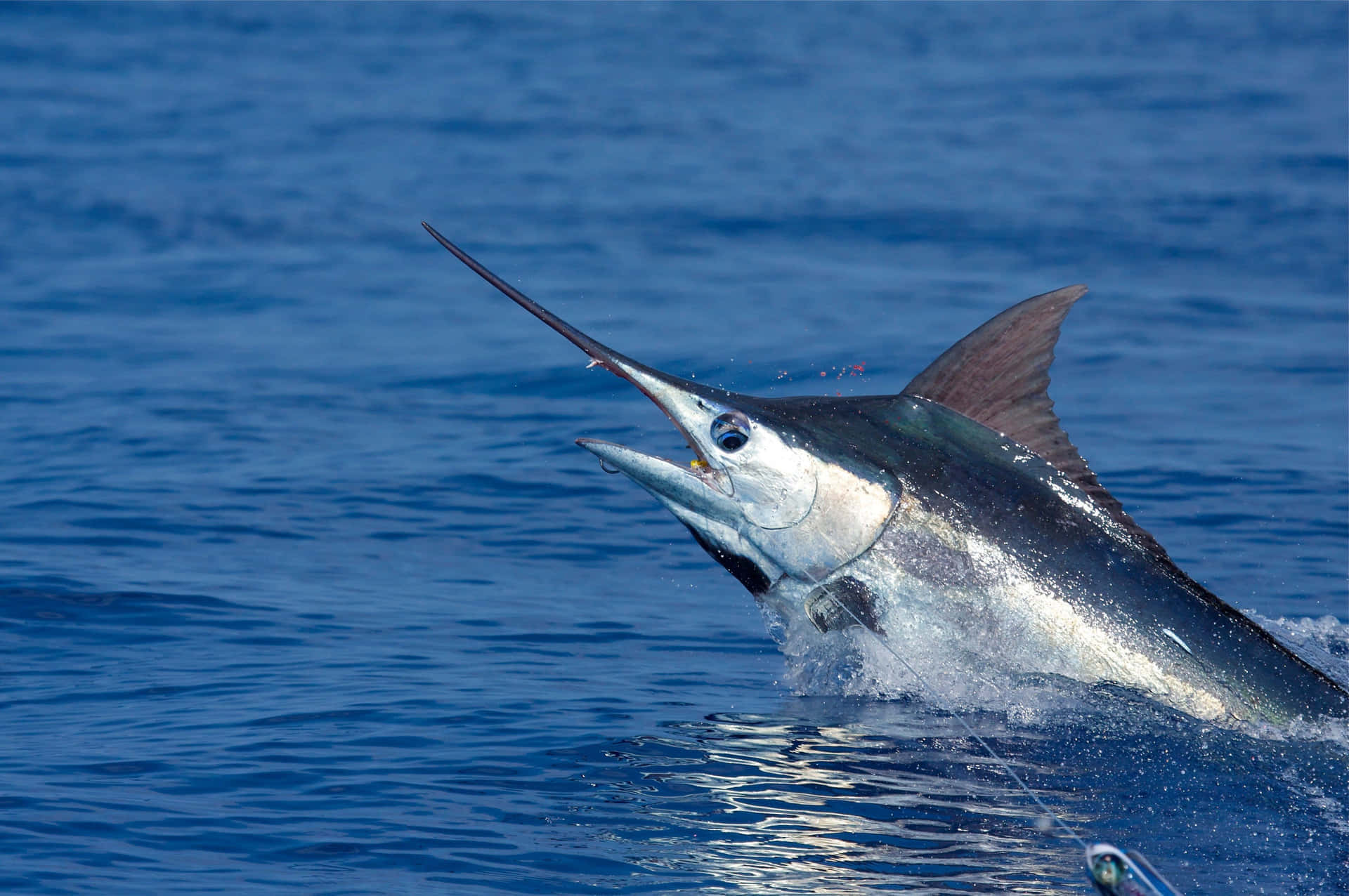 Blue Marlin, leaping out of water, deep blue ocean water, Full HD Desktop Wallpaper