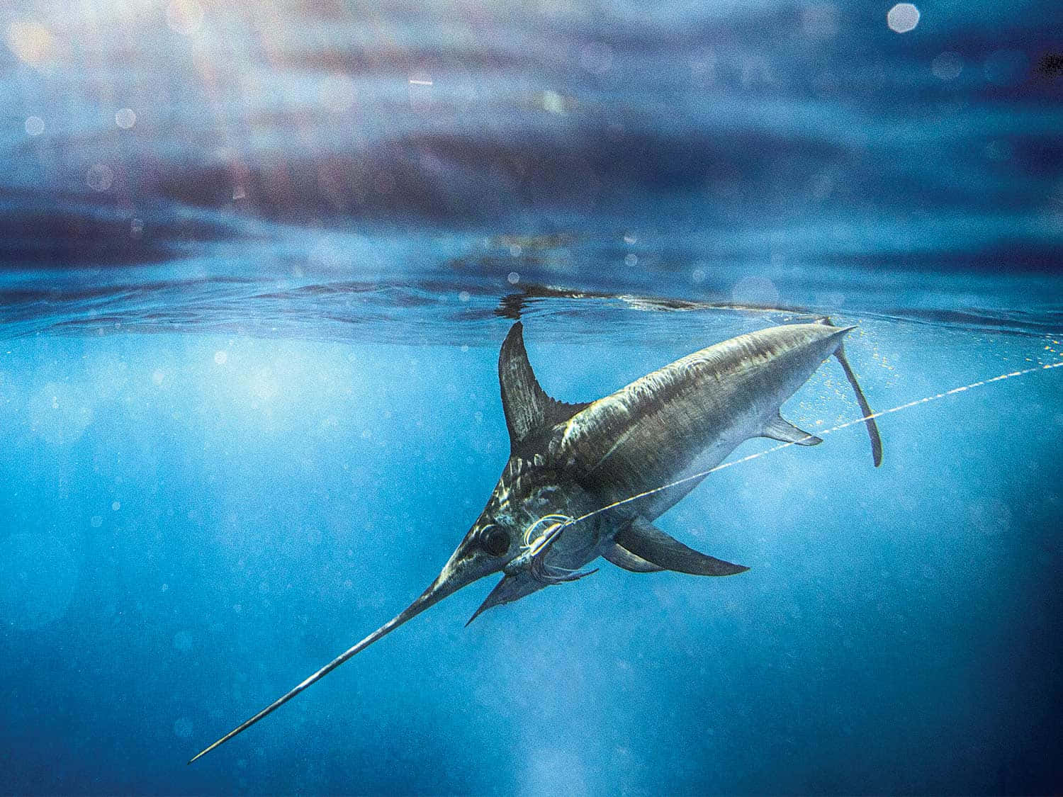 Blue Marlin, sunlit blue water, long sword-like bill, HD Desktop Wallpaper