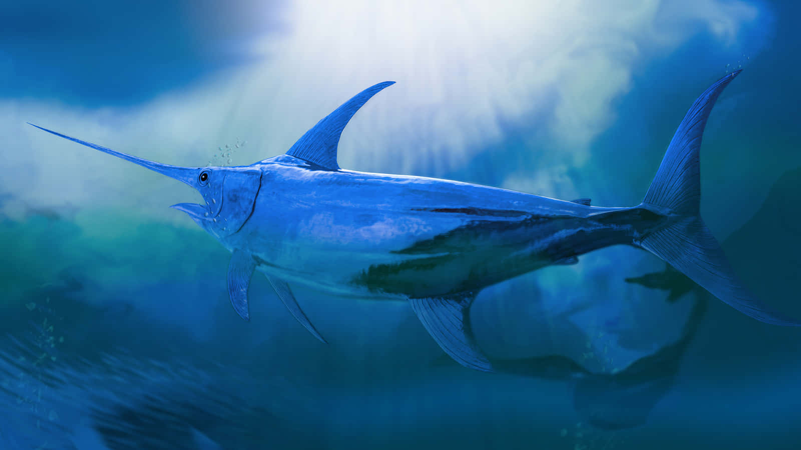 Blue Marlin, turquoise waters, sunlit, HD Desktop Wallpaper