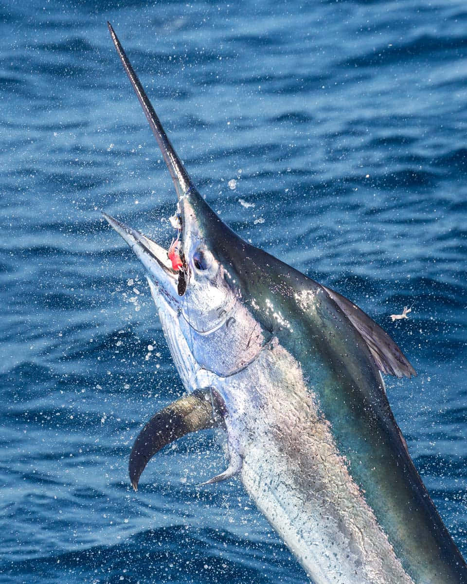 Blue Marlin, deep blue ocean water, long sword-like bill, SD Phone Wallpaper