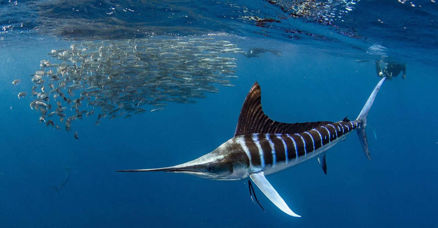 blue marlin, vibrant ocean waves, clear blue water, HD Desktop Wallpaper