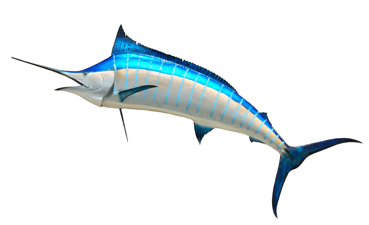 Blue Marlin, long pointed bill, striped blue and silver body, HD Desktop Wallpaper