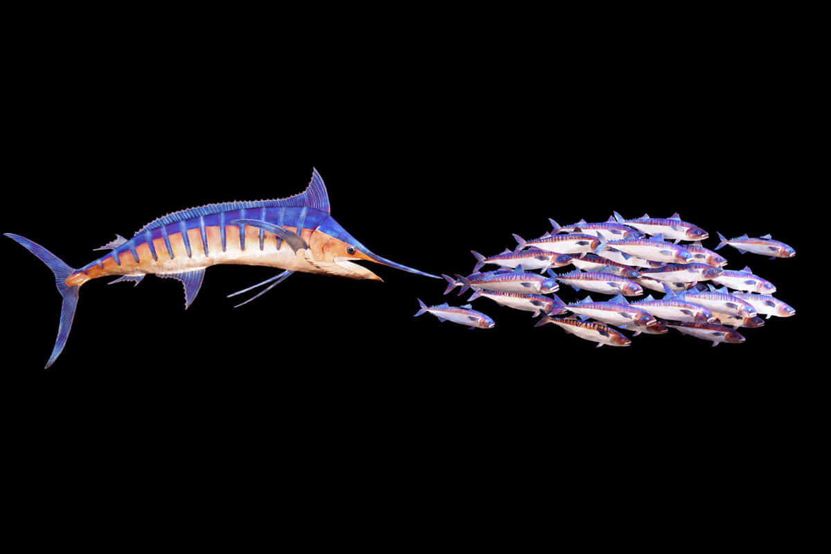 Blue Marlin, school of silver and purple fish, long bill, SD Desktop Wallpaper