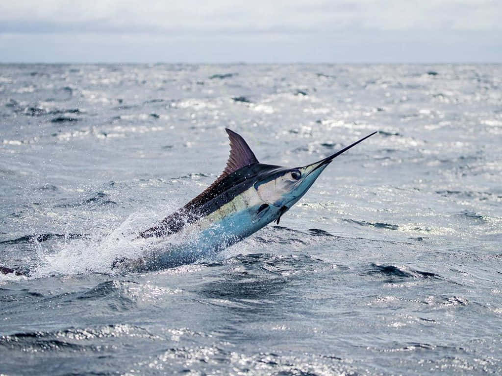 Blue Marlin, leaping out of water, ocean surface, SD Desktop Wallpaper
