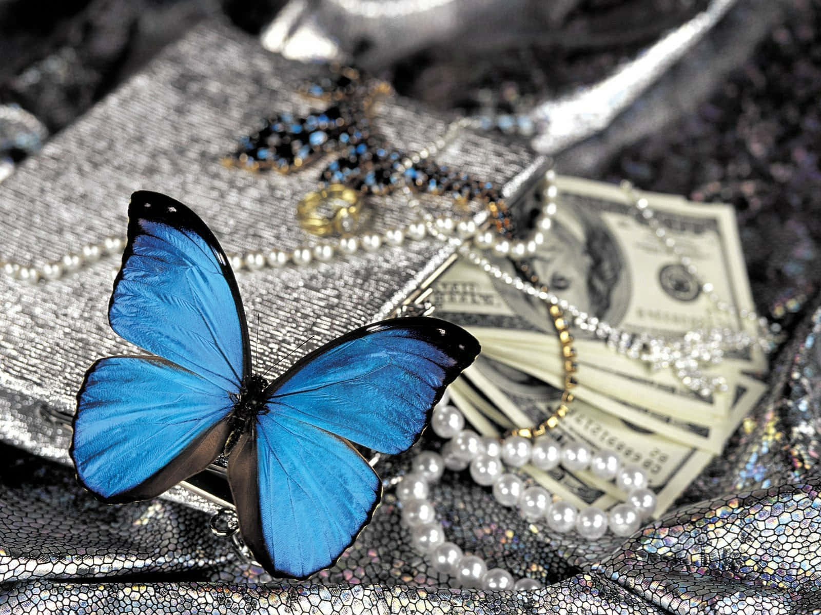 blue morpho butterfly, pile of cash, pearls, HD Desktop Wallpaper