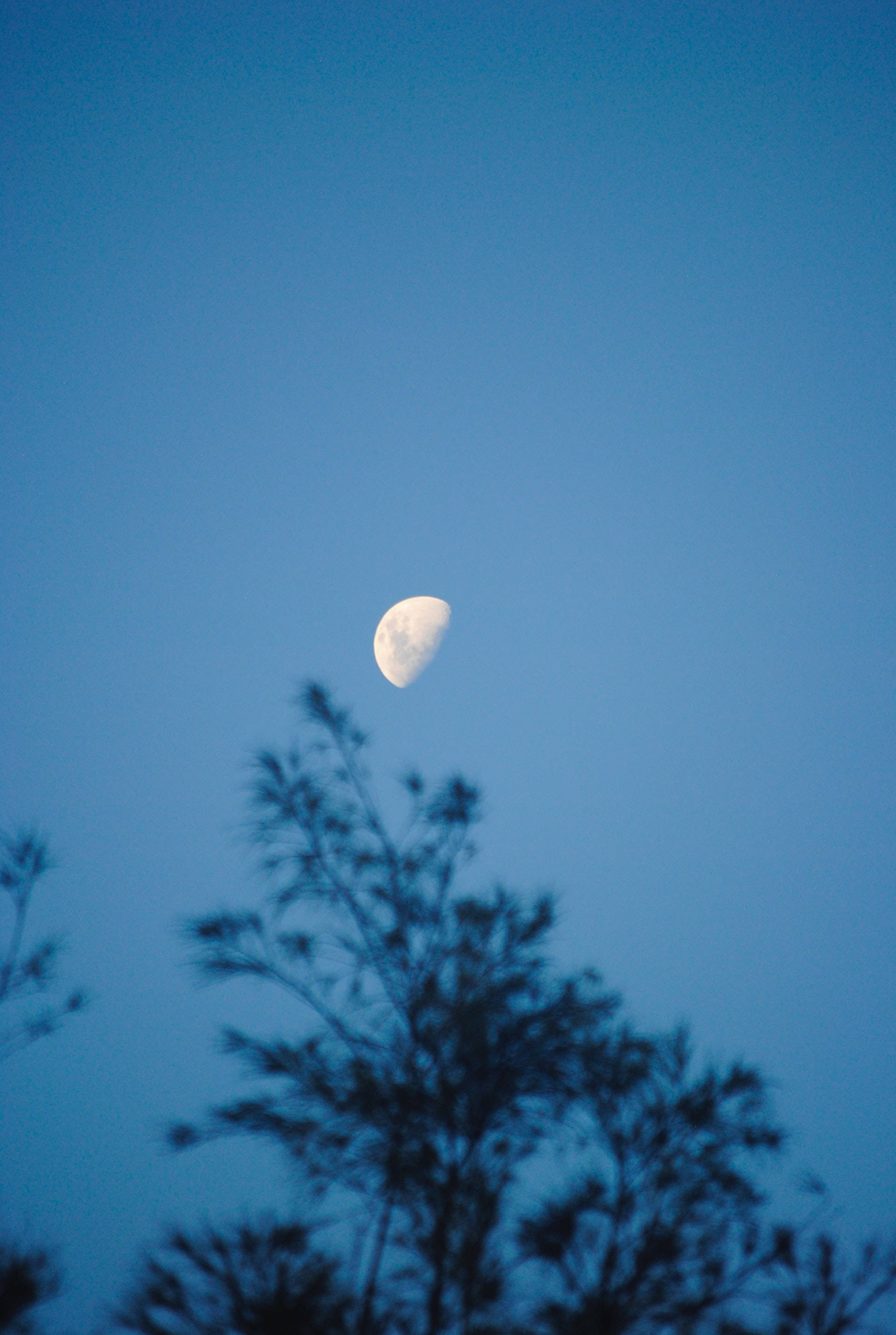 crescent moon, twilight blue sky, dark silhouetted tree branches, 2K Phone Wallpaper