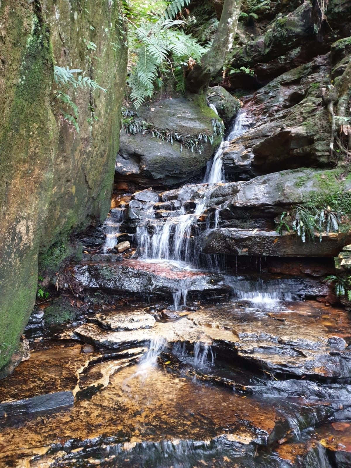Blue Mountains National Park, forest stream, mossy rocks, HD Phone Wallpaper