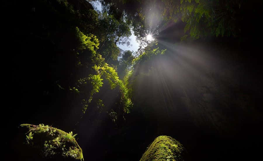Blue Mountains National Park, sunlight beams, dense canopy of ferns, SD Desktop Wallpaper