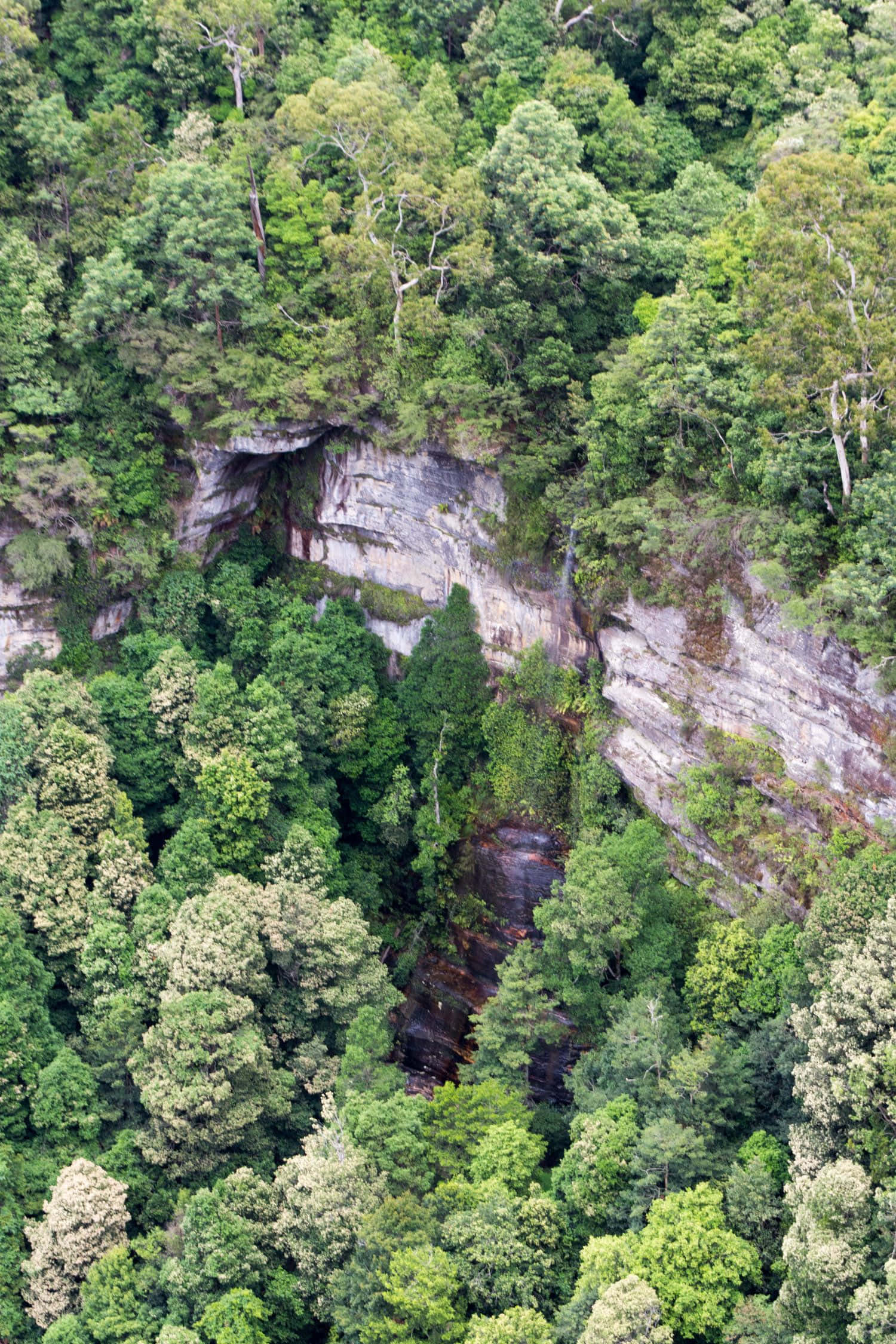 Blue Mountains National Park, lush green rainforest canopy, rocky cliff face, Full HD Phone Wallpaper