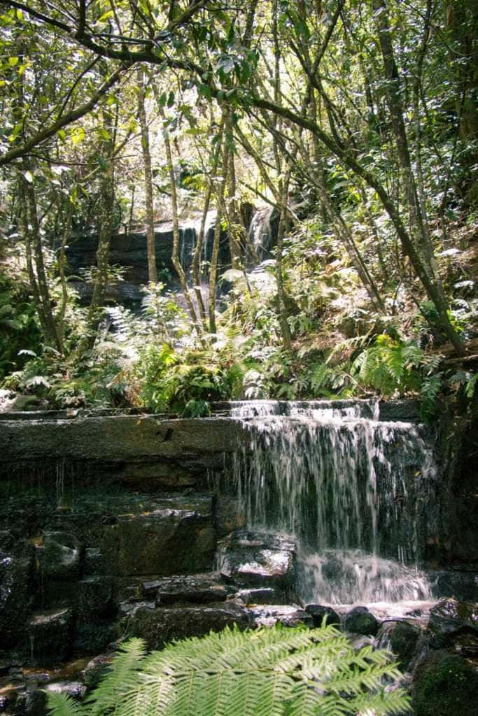 Blue Mountains National Park, forest waterfall, mossy rocks, SD Phone Wallpaper