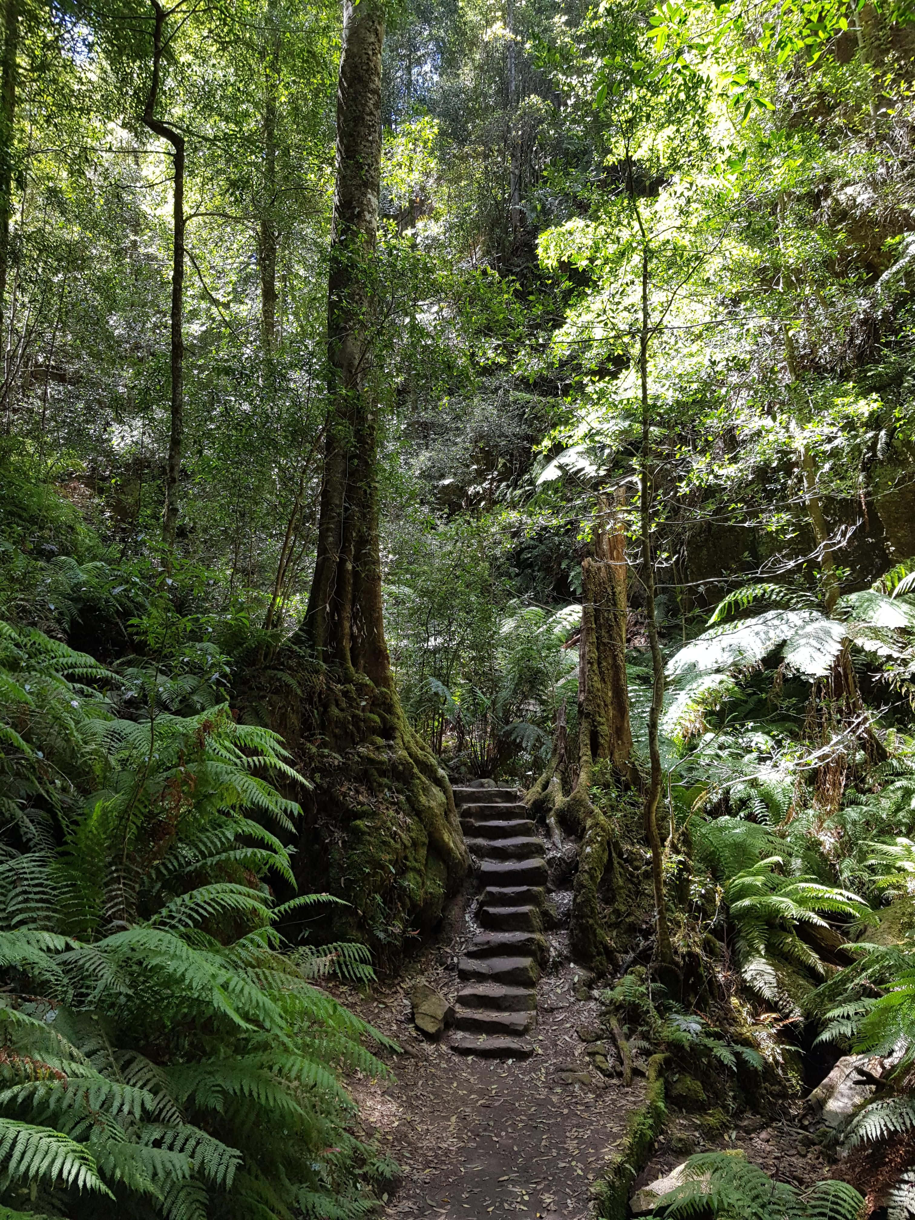 Blue Mountains National Park, stone staircase, lush green forest, 4K Phone Wallpaper