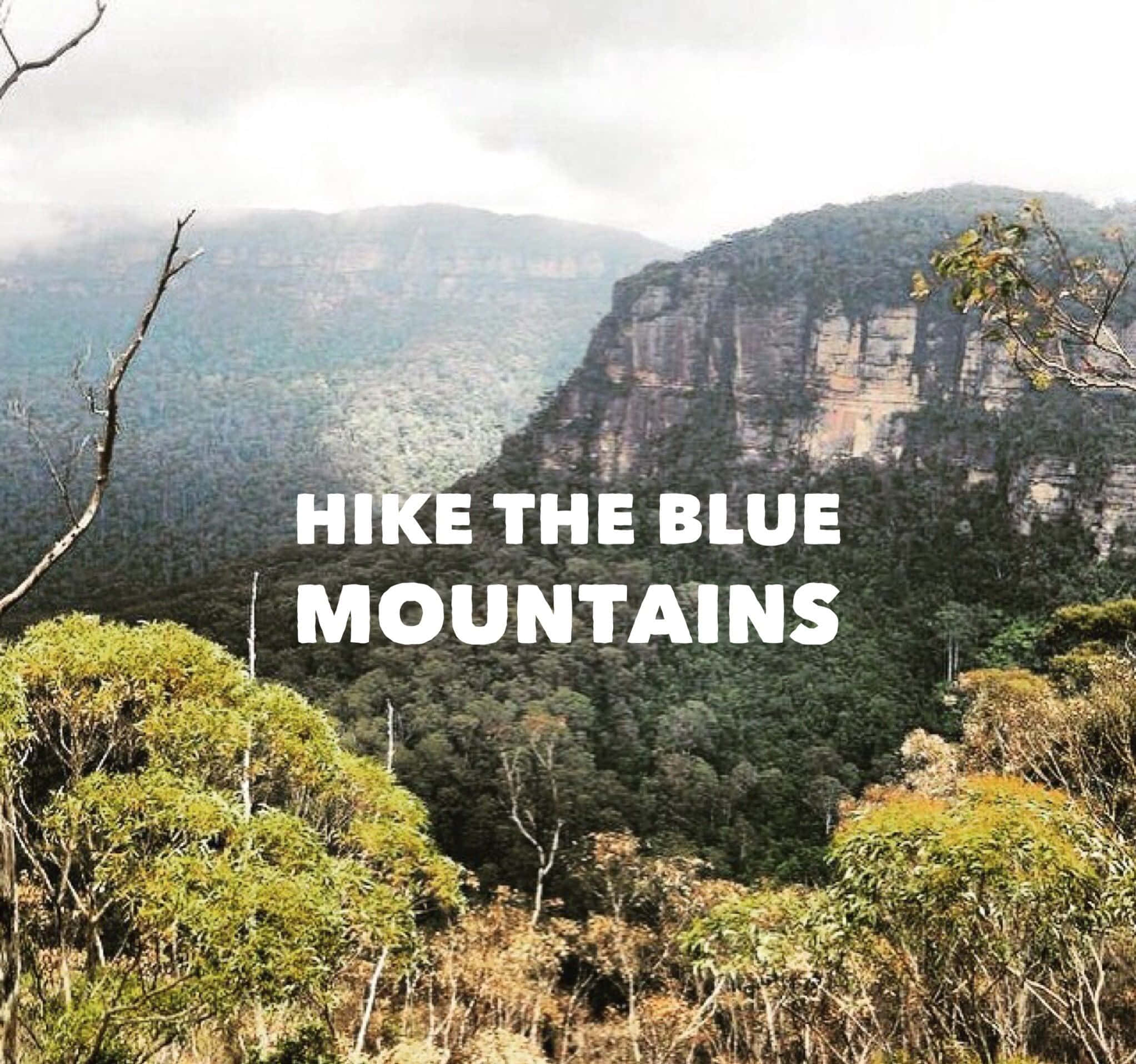Blue Mountains National Park, misty mountain vista, lush green forests, Full HD Desktop Wallpaper