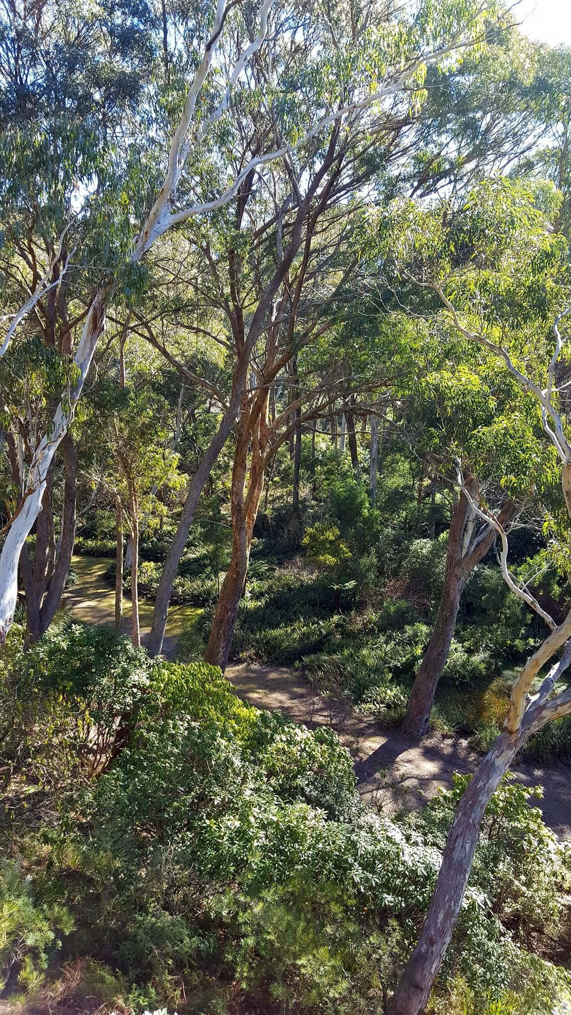 Blue Mountains National Park, eucalyptus trees, forest path, Full HD Phone Wallpaper