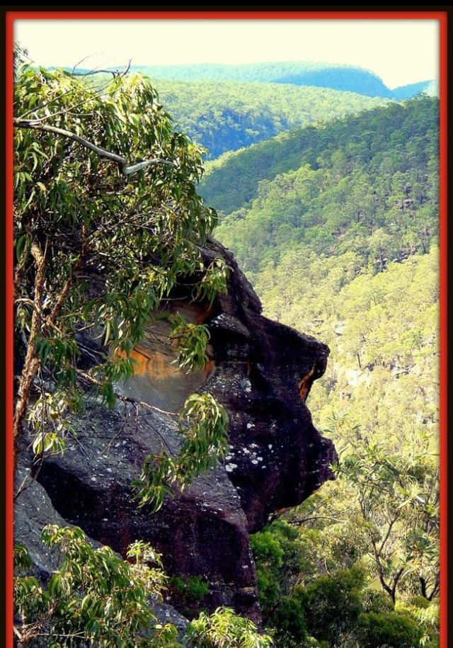 Blue Mountains National Park, cliff face, lush green foliage, SD Phone Wallpaper