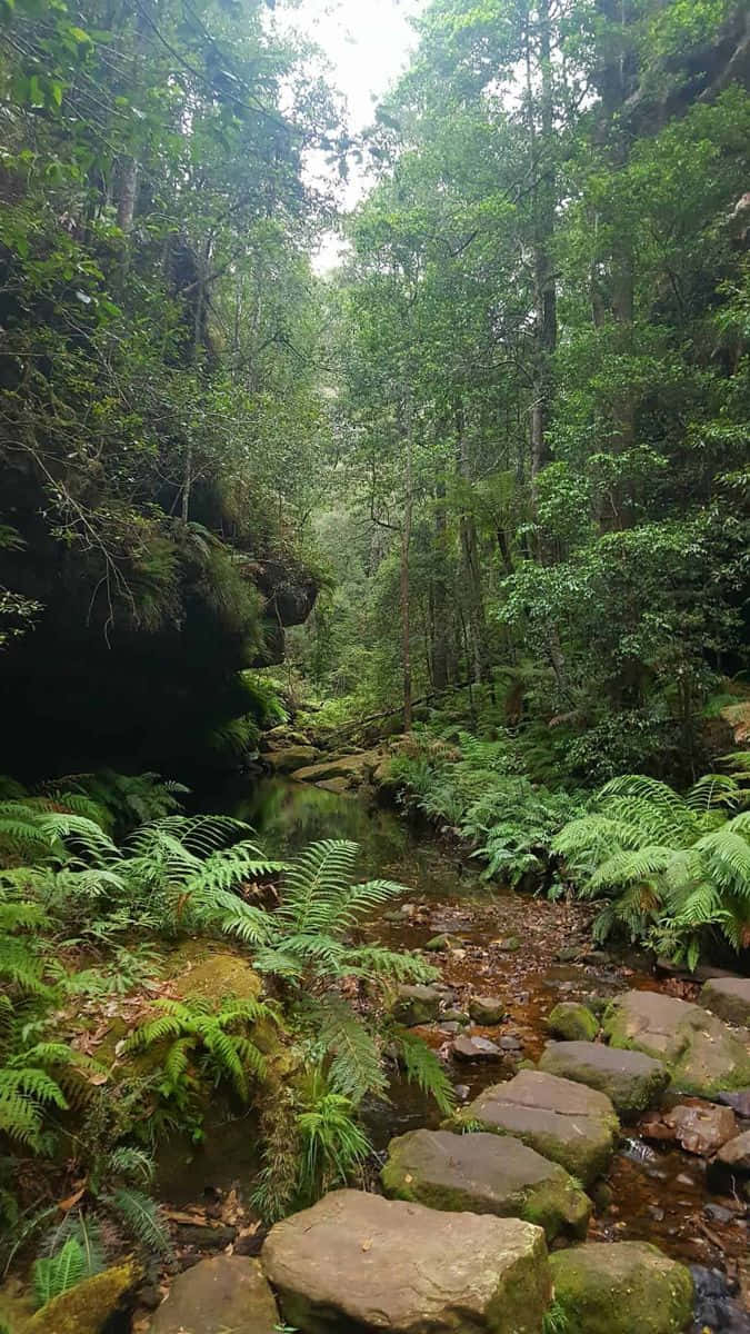 Blue Mountains National Park, forest stream, lush green ferns, SD Phone Wallpaper
