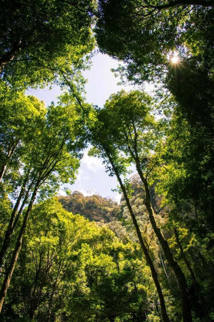 Blue Mountains National Park, vibrant green trees, lush forest clearing, SD Phone Wallpaper