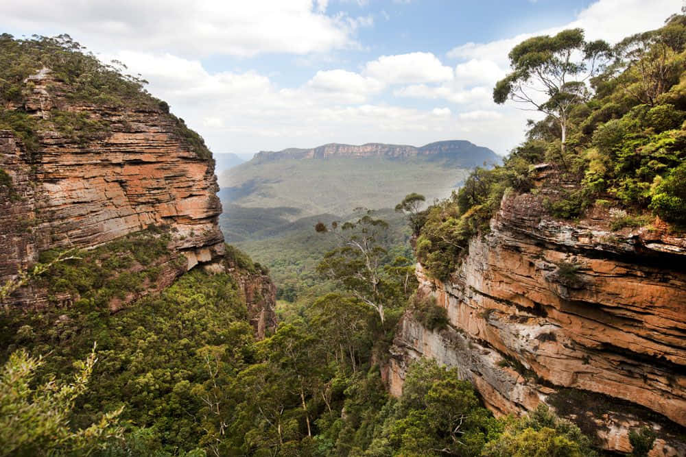 Blue Mountains National Park, red sandstone cliffs, lush green forest, SD Desktop Wallpaper