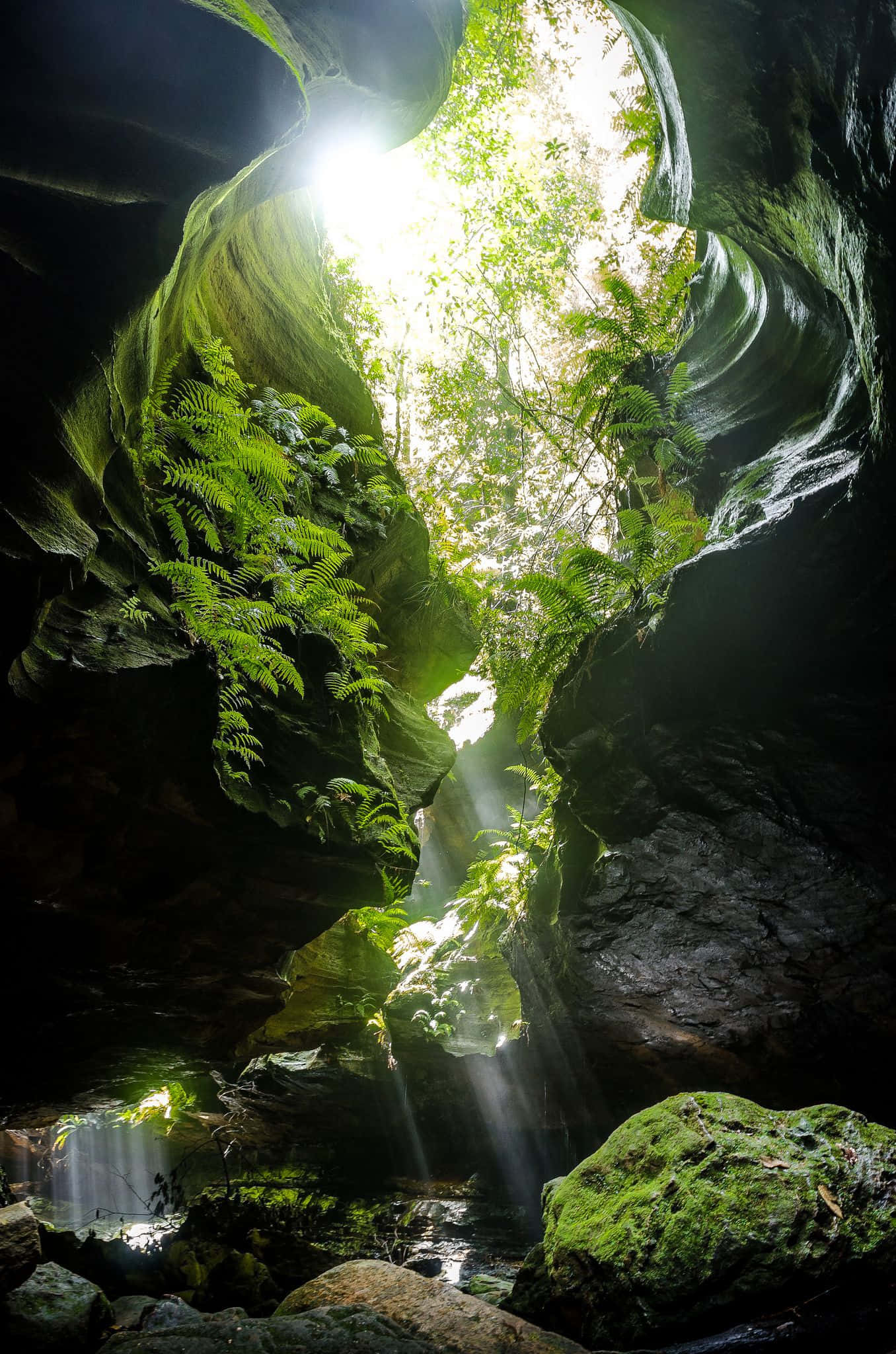 Blue Mountains National Park, lush green canopy, mossy rock canyon, Full HD Phone Wallpaper