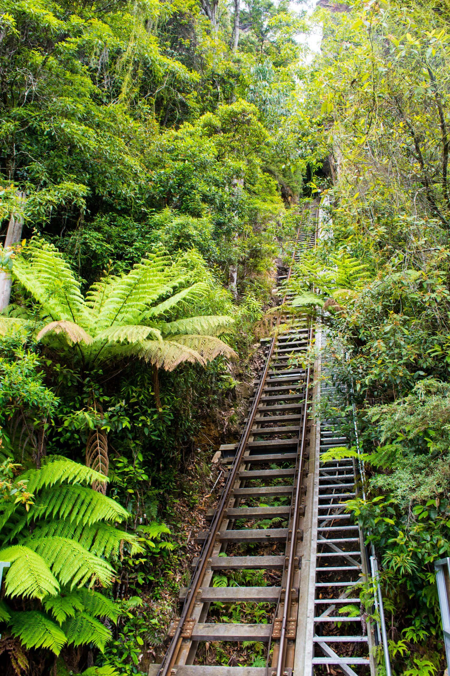 Blue Mountains National Park, wooden railway track, lush green rainforest canopy, Full HD Phone Wallpaper