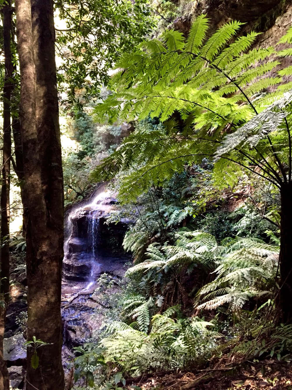 Blue Mountains National Park, sunlit forest, waterfall, HD Phone Wallpaper