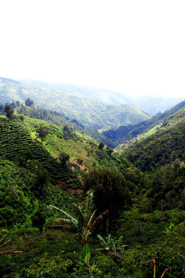 Blue Mountains, lush green tea terraces, misty mountain slopes, SD Phone Wallpaper