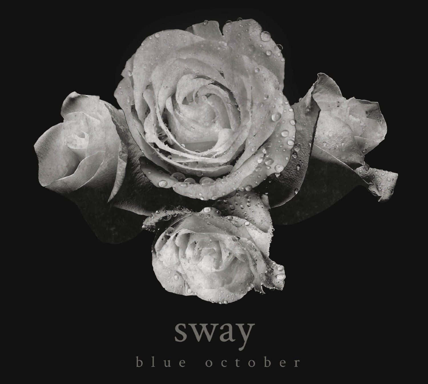 Blue October, monochrome roses, dewdrops, HD Desktop Wallpaper